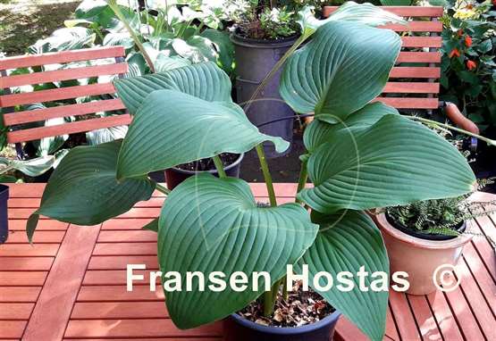 Hosta Green River